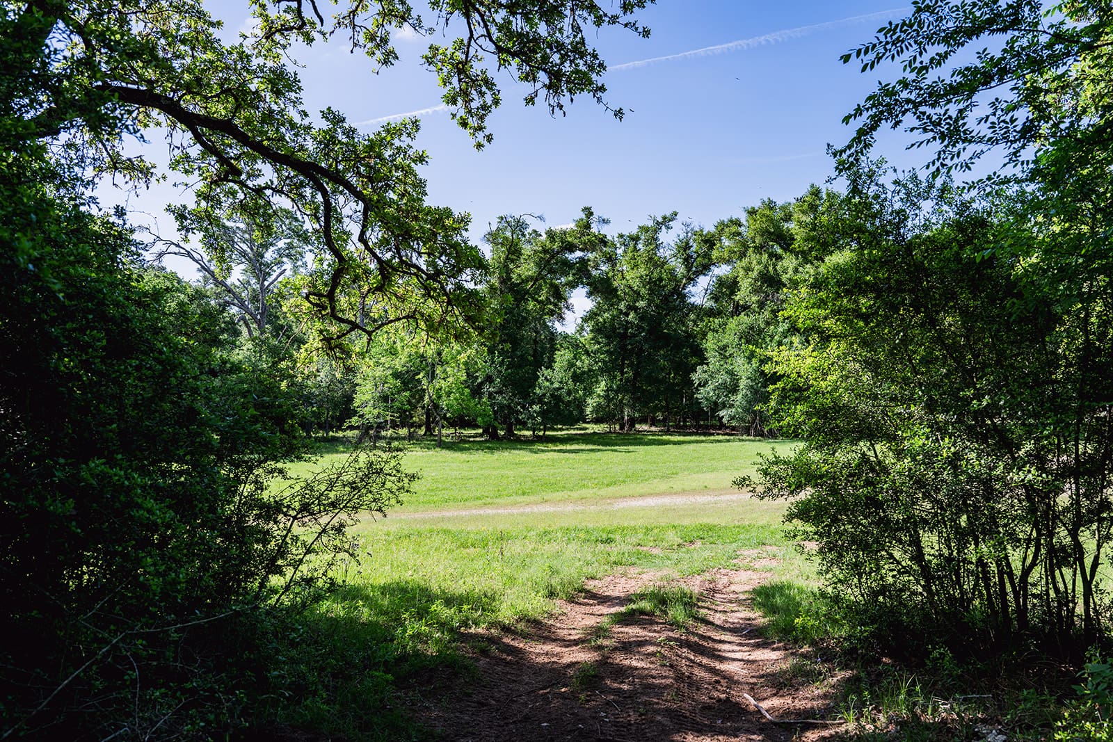 A sunny park scene with lush green trees and a clear blue sky.