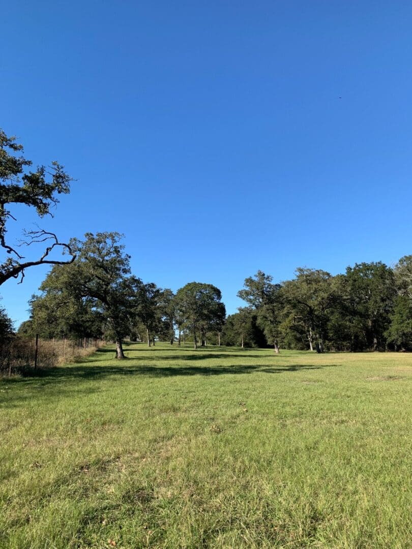 A sunny day over a green grassy field with scattered trees.