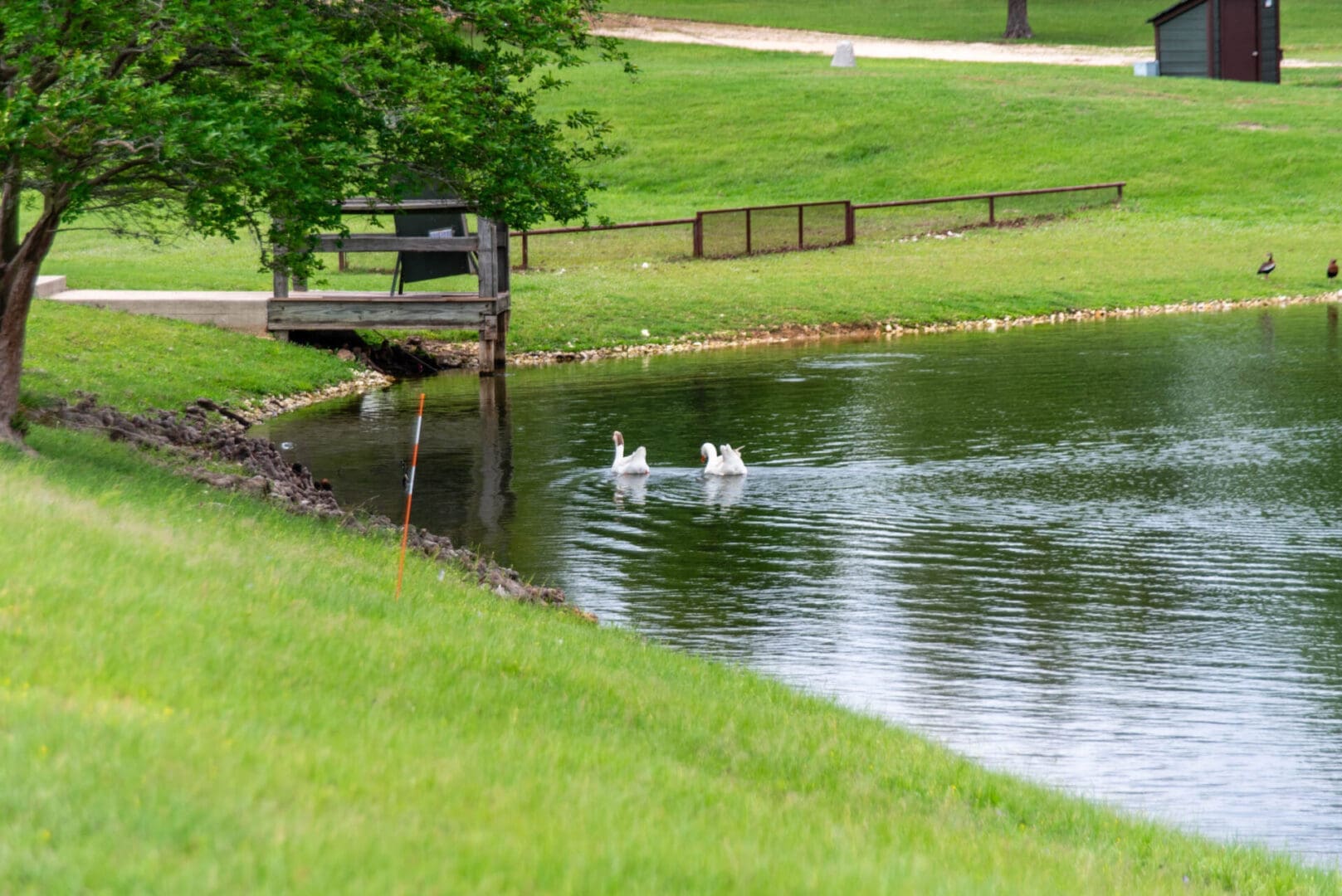 Two white swans swimming in grassy pond
