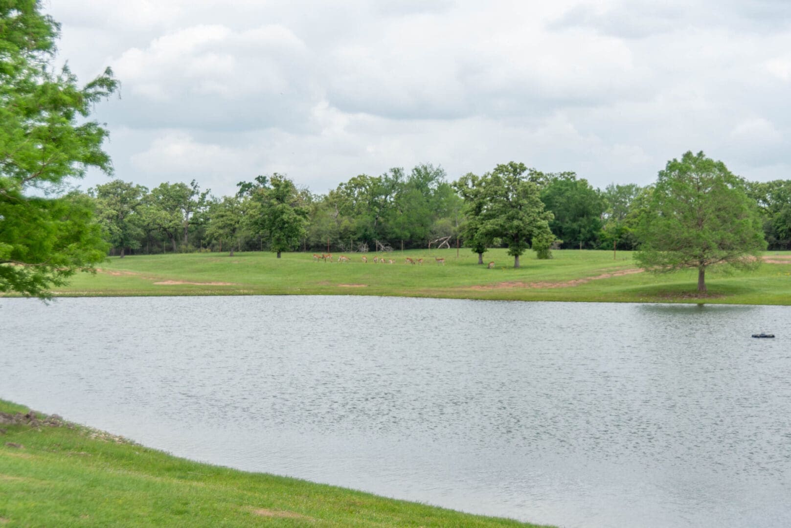 Pond with grazing deer by trees