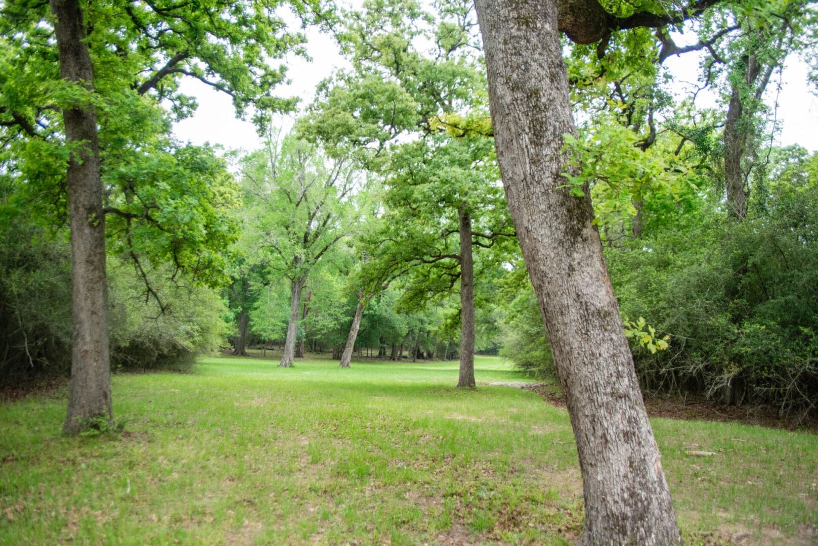 Grassy clearing surrounded by oak trees
