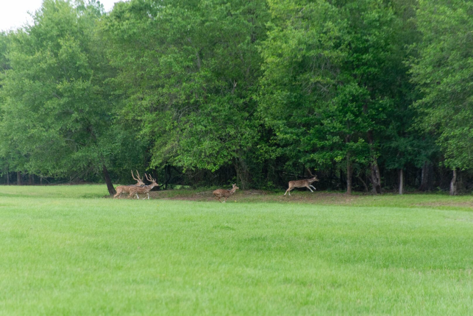 Group of spotted deer near treeline