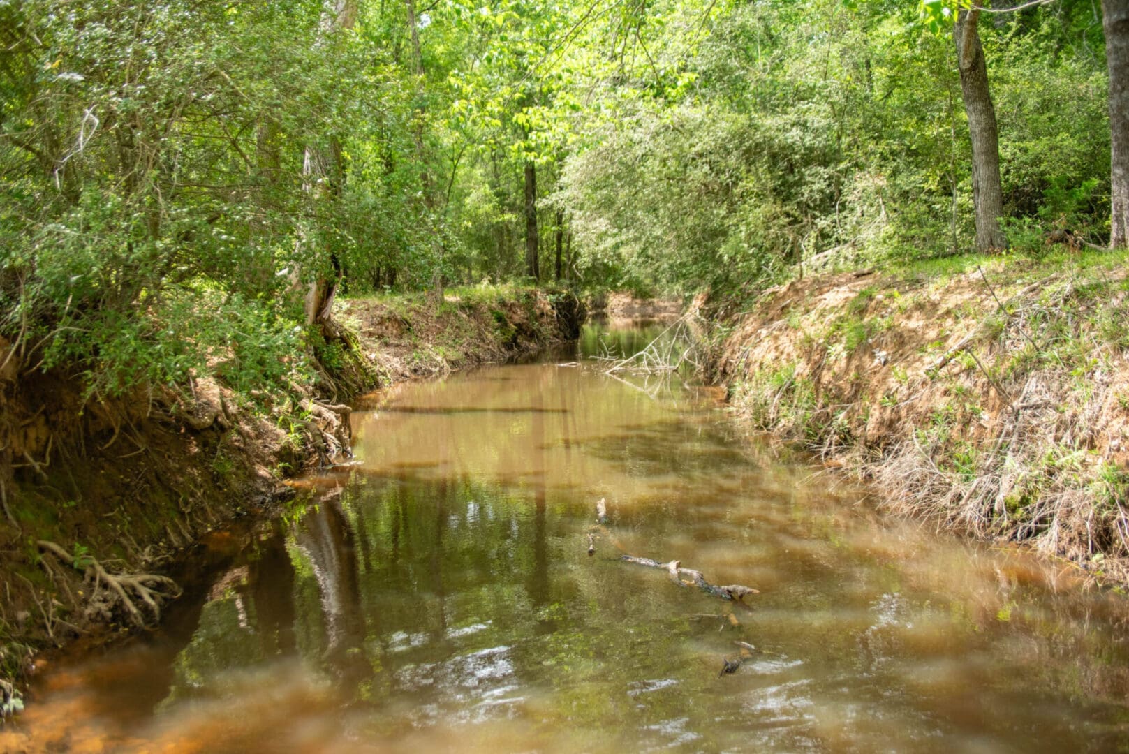 Muddy forest stream surrounded by green trees