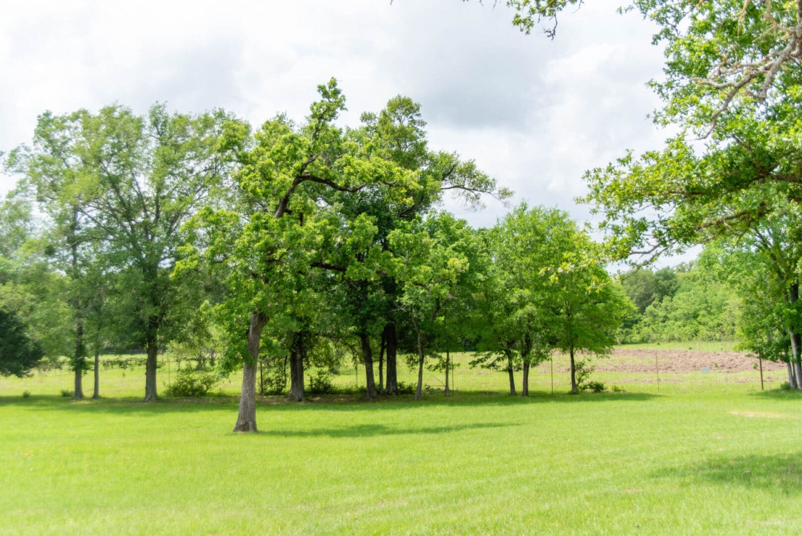 Green meadow with scattered trees