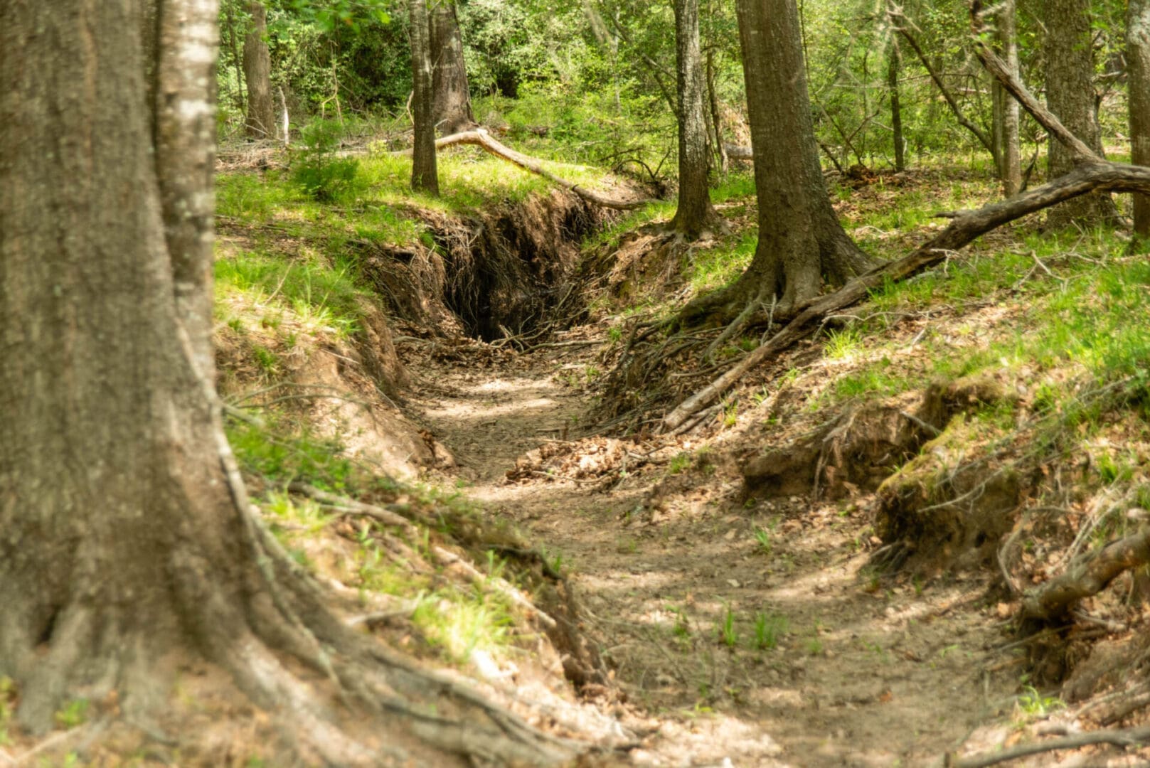 Eroded woodland path with exposed tree roots