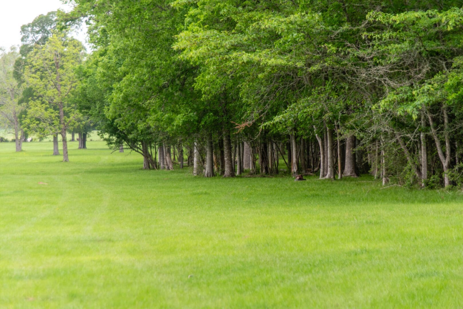 Lush green meadow with trees