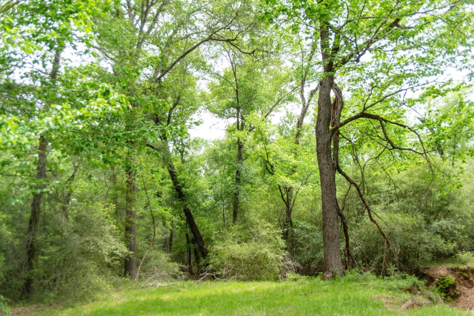 Lush green forest clearing with tall trees