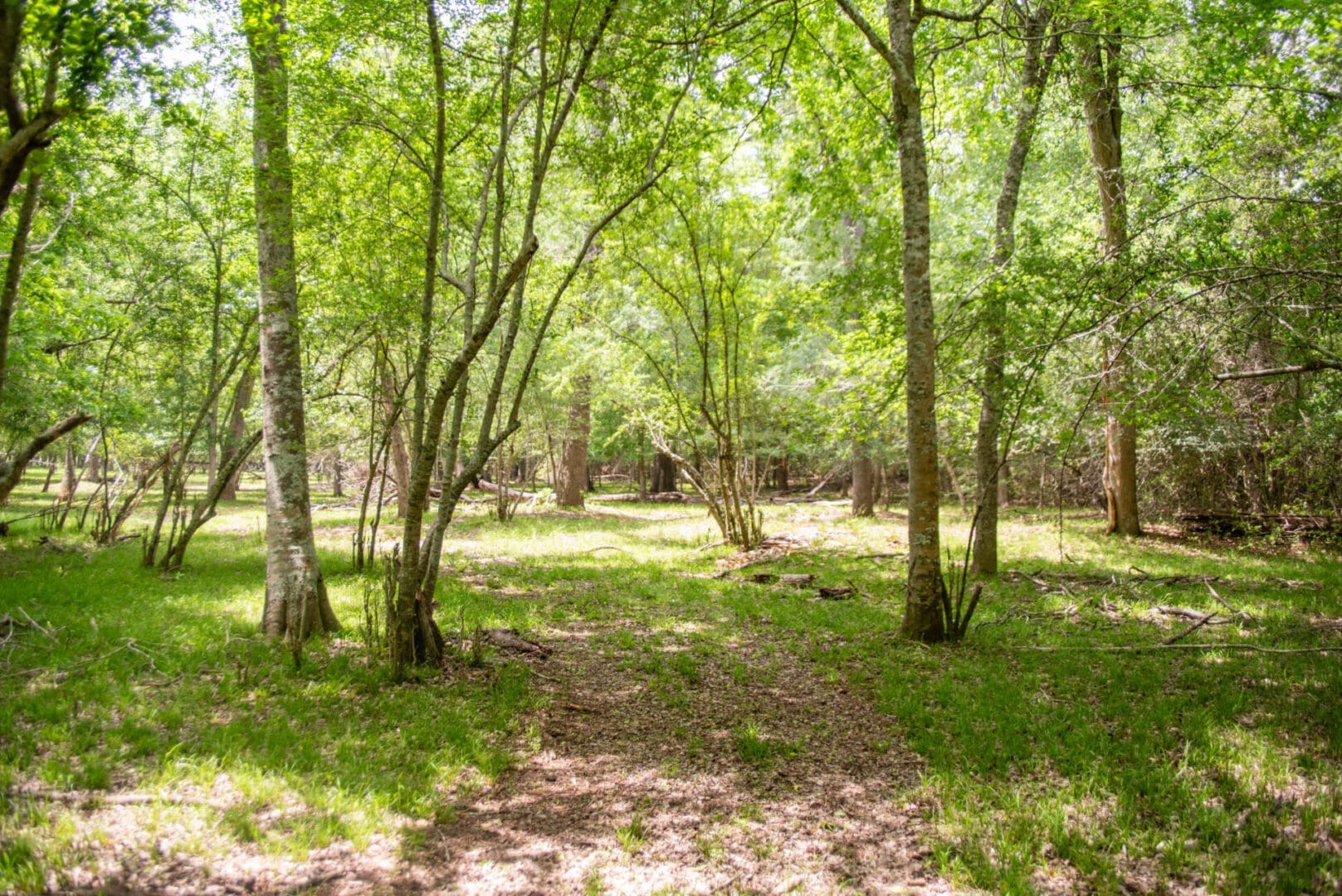 Sunlit green forest with grassy path