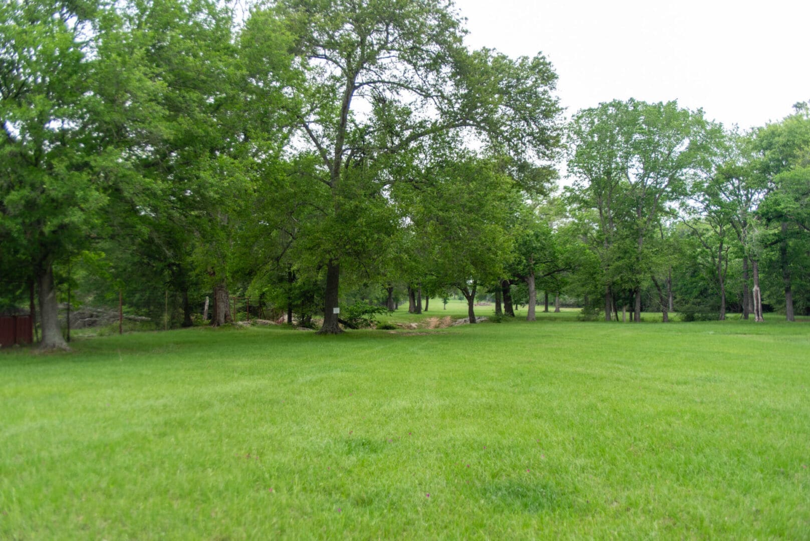Green grassy field with trees in background