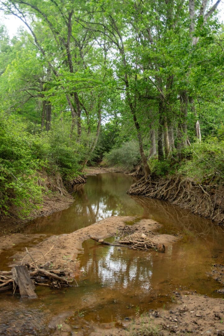 Shallow creek with exposed tree roots