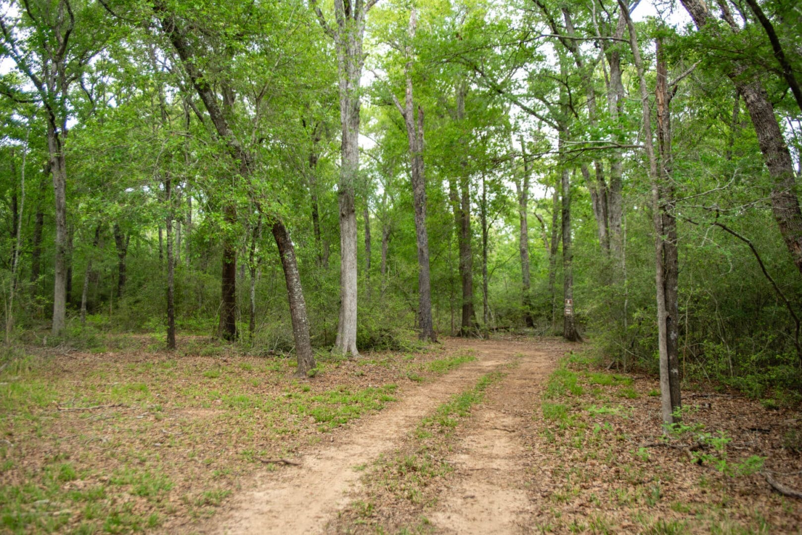 Dirt path through lush green forest