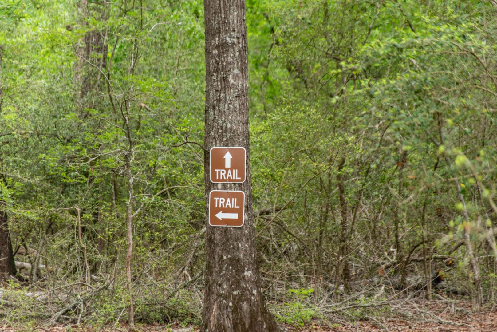 Directional trail signs mounted on tree